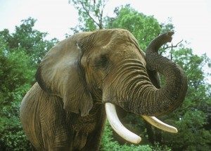 Elephant Tusk 300x214